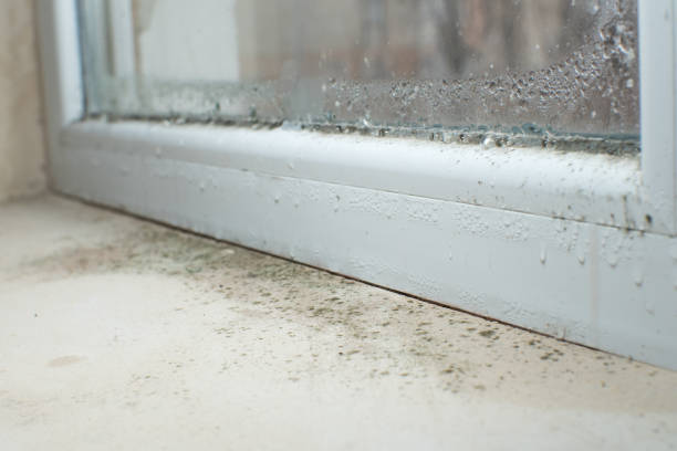 Why You Should Choose Our Mold Remediation Services in Paramount, CA